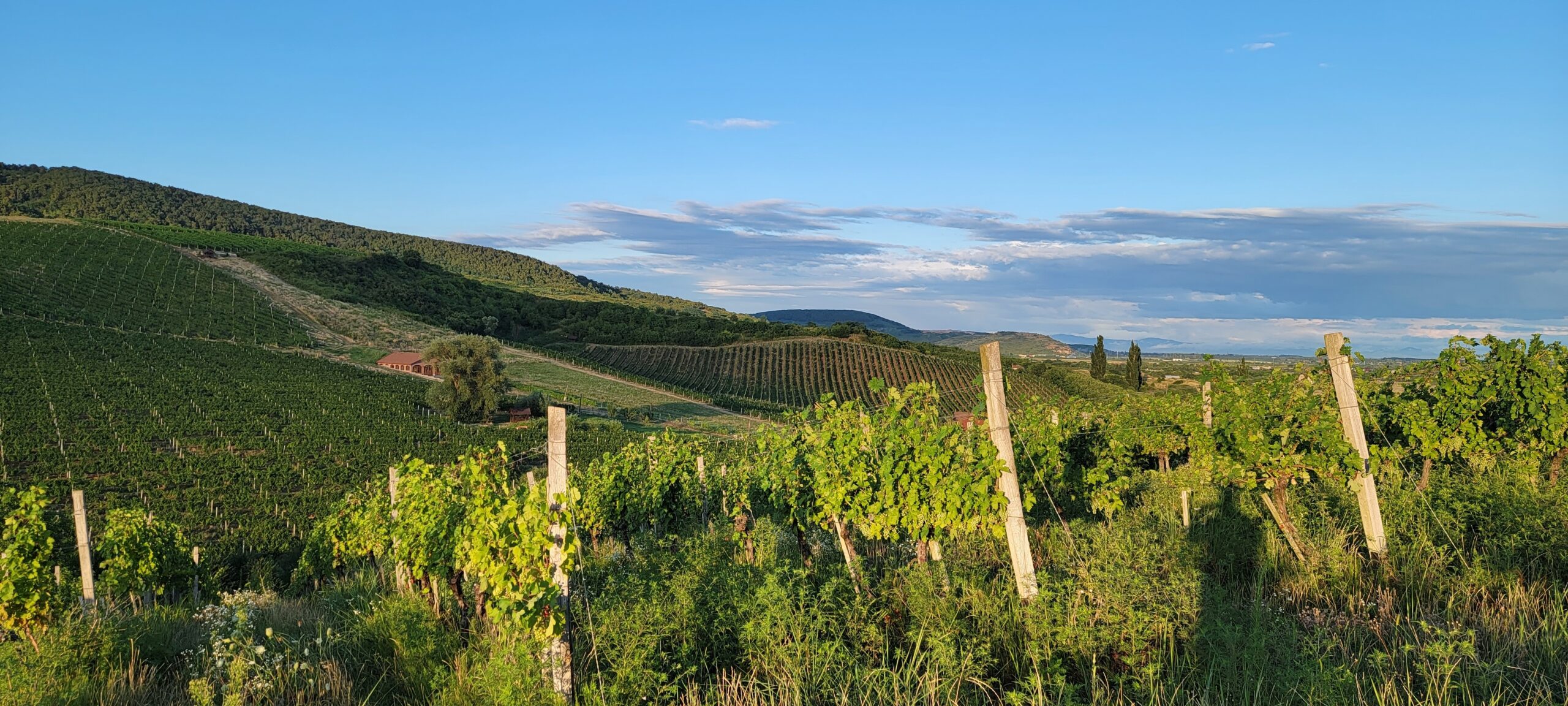 Large vineyards of the Rias Baixas region